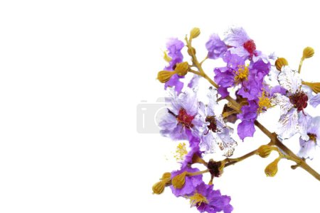Téléchargez les photos : Fleurs blanches et violettes placées sur un fond blanc - en image libre de droit