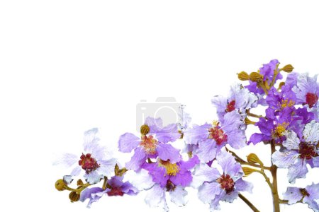 Téléchargez les photos : Fleurs blanches violettes sur fond blanc - en image libre de droit