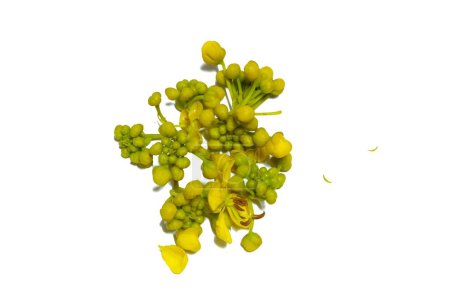 Téléchargez les photos : Fleur de cassia jaune sur fond blanc - en image libre de droit
