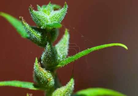 Téléchargez les photos : Macro shot de fleur de cannabis avec des granules d'huile - en image libre de droit