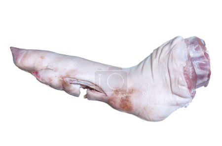 Téléchargez les photos : Blanc photo de fond de porc derrière les jambes - en image libre de droit