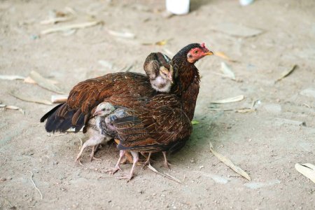 Photo for Mother hens use their wings to wrap their young chicks under their wings when they sleep. - Royalty Free Image