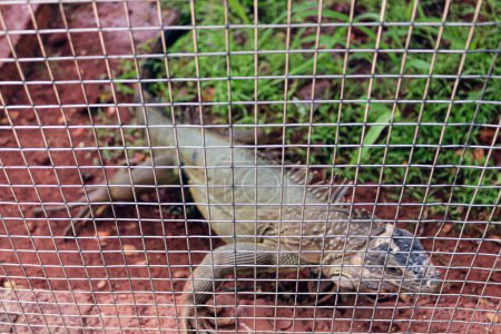 Photo for Iguana in a cage - reptile pet - Royalty Free Image