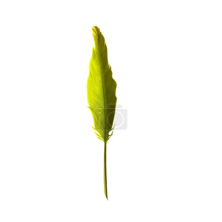 Photo for Green leaf isolated on white background - Royalty Free Image