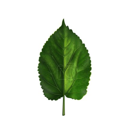 Photo for Green leaf isolated on white background. in flat design. - Royalty Free Image