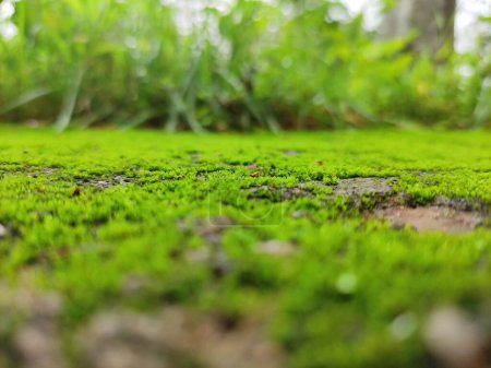 The image captures a close-up view of a lush green mossy surface, likely a forest floor, with a blurred background of trees and bushes.