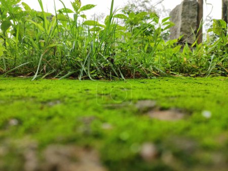 The picture shows a close-up of a verdant, mossy surface that is probably a forest floor, with a background of blurry bushes and trees.