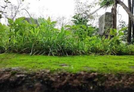 Das Bild zeigt eine Nahaufnahme einer bemoosten Oberfläche, auf der grünes Moos wächst, umgeben von Bäumen und üppiger grüner Vegetation..