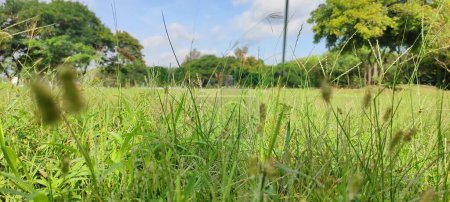 Das Bild zeigt eine ruhige Umgebung mit klarem blauen Himmel und einer Wiese. Mit hohem Gras, das sanft im Wind weht, erscheint das Feld grün und saftig. Die heitere Atmosphäre der Landschaft wird durch die flauschig weißen Wolken verstärkt.