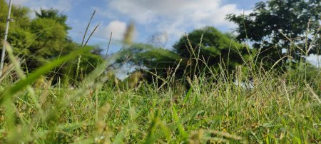 Téléchargez les photos : Un paysage paisible d'un champ herbeux sous un ciel bleu vif est capturé dans l'image. La vue est encore plus sereine par les nuages blancs pelucheux qui parsèment le ciel. - en image libre de droit