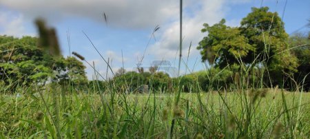 Téléchargez les photos : Une vue tranquille d'un champ herbeux sous un ciel bleu brillant est capturée dans l'image. Une scène tranquille et pittoresque, peut-être dans un endroit rural ou à la campagne, est suggéré par la composition globale de l'image. - en image libre de droit