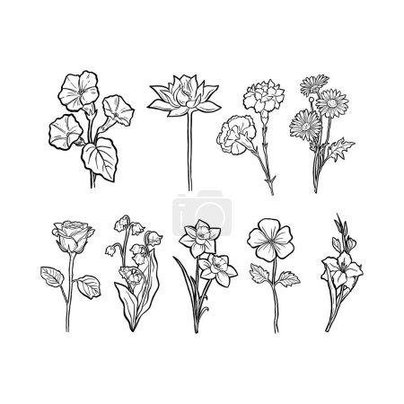 Bosquejo de flores de dibujo incluyen clavel, violeta, narciso, margarita, lirio del valle, rosa, nenúfar, gladiolo y la gloria de la mañana. Ilustración vectorial sobre la naturaleza.