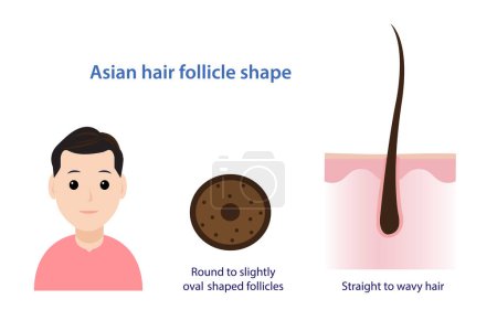 Ilustración de Infographic of Asian hair follicle shape vector illustration isolated on white background. Cross section of round to slightly oval shaped follicles. Straight to wavy hair with scalp layer. Hair anatomy concept illustration. - Imagen libre de derechos