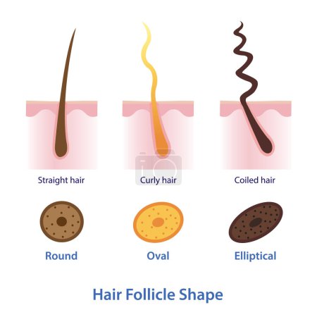 Ilustración de Diagram of hair follicle shape vector illustration isolated on white background. Cross section of round, oval and elliptical follicles. Straight, wavy, curly, kinky and coiled hair with scalp layer. Hair anatomy concept illustration. - Imagen libre de derechos