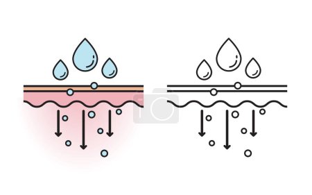 The mechanism of nutrient absorption through skin layer with color and outline drawing vector on white background. Skin care and beauty concept. Flat icon illustration.