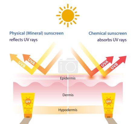 Ilustración de Comparison of physical, mineral sunscreen and chemical sunscreen vector on white background. Infographic of physical, mineral sunscreen reflects UV rays, chemical sunscreen absorbs UV rays. Skin care and beauty concept illustration. - Imagen libre de derechos