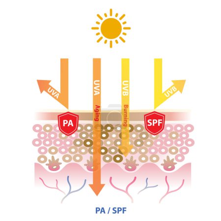Illustration for UVA and UVB rays penetrate into the skin, PA block UVA rays and SPF block UVB ray vector on white background. Protection grade of UVA, sun protection factor. Skin care and beauty concept illustration. - Royalty Free Image