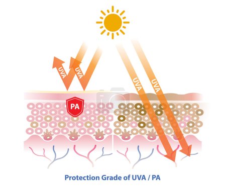 Illustration for PA (Protection grade of UVA) blocks UVA radiation penetrate into the skin layer vector on white background. Comparison of skin with sunscreen and no sunscreen. Skin care and beauty concept illustration. - Royalty Free Image