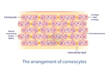Illustration for The arrangement of corneocyte, skin cells vector on white background. Bricks and Mortar structure, model. Intercellular stratum corneum physiological lipids. Skin care concept illustration. - Royalty Free Image