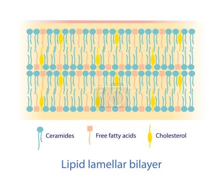 Illustration for Lipid lamellar bilayer diagram vector on white background. The lipid components mostly consist of ceramides, free fatty acids, and cholesterol, which are arranged into lipid lamellar bilayers. Skin care concept illustration. - Royalty Free Image