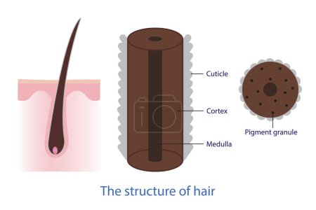 Illustration for The structure of hair vector isolated on white background. Cross section showing the layer of hair shaft, three anatomical regions, cuticle, medulla, pigment granule and cortex. Hair anatomy and hair care concept illustration. - Royalty Free Image