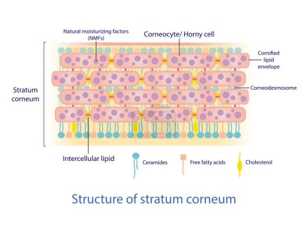 Structure du vecteur stratum corneum sur fond blanc. Briques et structure de mortier. "Intercellular stratum corneum physiological lipids". Illustration du concept de soins de la peau.