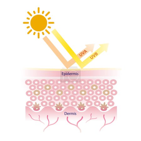 Vektor für Sonne dringt durch UVA- und UVB-Strahlen in die Haut ein. Sonnenschutz mit Breitspektrum-Sonnenschutzvektor auf weißem Hintergrund. Pflege- und Schönheitskonzept. - Lizenzfreies Bild