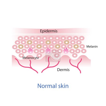 Normal skin layer vector, melanocyte, melanin, melanogenesis vector on white background.