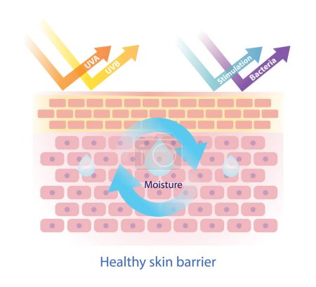 Ilustración de Structure of healthy skin barrier vector isolated on white background. The arrangement Bricks and Mortar structure. The skin barrier protect skin from dehydration, UVA, UVB, stimulation and bacteria. Skin care and beauty concept illustration. - Imagen libre de derechos