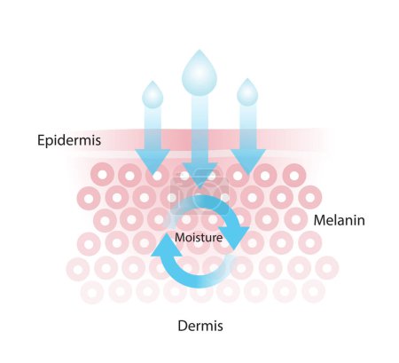 Ilustración de The mechanism of nutrient absorption through skin layer vector isolated on white background. Infographic of skin moisture. Skin care and beauty concept illustration. - Imagen libre de derechos