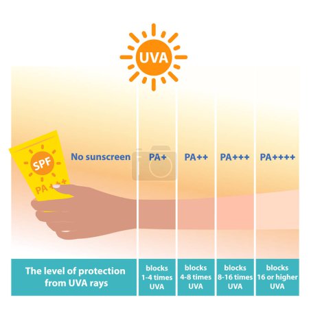 Ilustración de Los diferentes niveles grado de protección del vector de protección solar UVA sobre fondo blanco. La comparación del tono de la piel del brazo con el nivel de protector solar PA bloquea los rayos UVA. Cuidado de la piel y belleza concepto ilustración. - Imagen libre de derechos