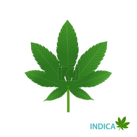 Illustration for Cannabis Indica strain vector isolated on white background. Indica strains of cannabis, hemp, ganja, marijuana, hash, hemp. Botanical concept illustration. - Royalty Free Image