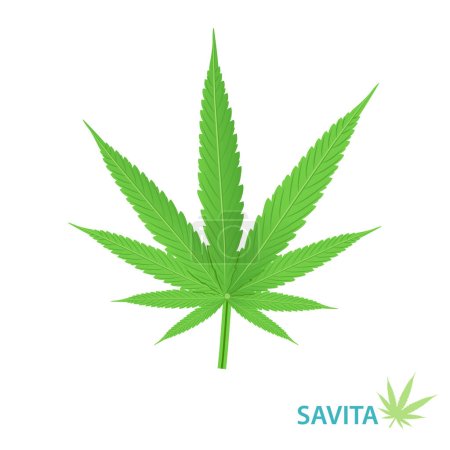 Illustration for Cannabis Savita strain vector isolated on white background. Hybrid strains of cannabis, hemp, ganja, marijuana, hash, hemp. Botanical concept illustration. - Royalty Free Image