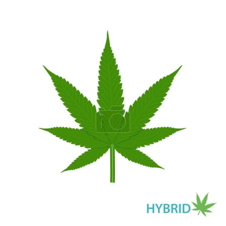Illustration for Cannabis Hybrid strain vector set isolated on white background. Hybrid strains of hemp, ganja, marijuana, hash, hemp. Botanical concept illustration. - Royalty Free Image