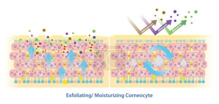 Illustration for Comparison of exfoliating and moisturizing corneocyte vector illustration isolated on white background. The mechanism of exfoliating skin cells, corneodesmosomes degraded and natural moisturizing corneocyte for skin hydration. - Royalty Free Image