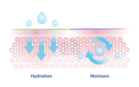 Illustration for Comparison of hydration and moisture vector illustration isolated on white background. Hydration, process of attracting and absorbing water. Moisture, creation of a seal on the skin to prevent moisture from escaping. - Royalty Free Image