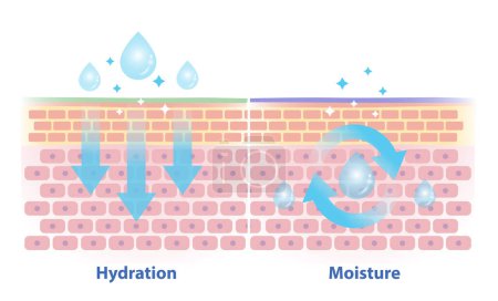 Illustration for The differences between hydration and moisture vector illustration. Cross section of skin barrier layer hydration, attract, absorb water and moisture, seal on the skin to prevent water loss. - Royalty Free Image