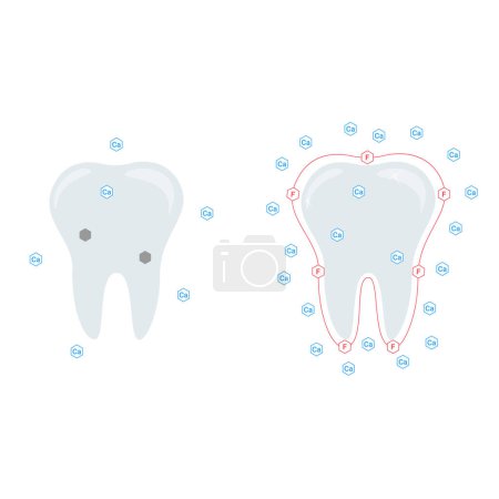 Vektorillustration. Die Wirkung von Kalzium und Fluorid auf die Zähne.