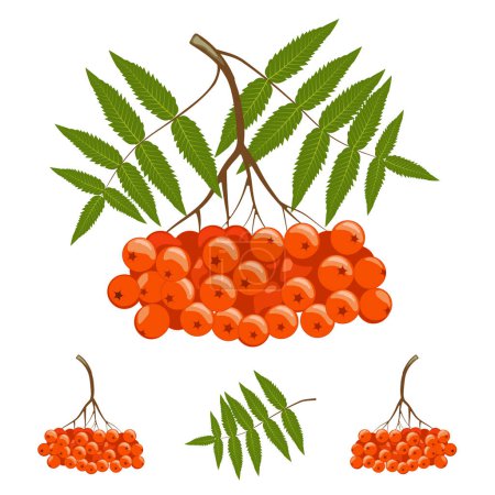 Photo for Red orange rowan berries and leaves. Vector illustration isolated on white background. Template design element for label, poster, card. - Royalty Free Image