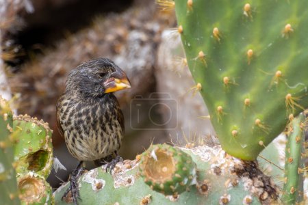A cactus finch, eating on a cactus flower in the Galapagos National Park, Ecuador.