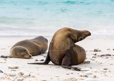 Two sea lions on the beach on Isla Genovesa in the Galapagos, Ecuador.