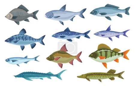 Tipos y tipos de peces. Varios peces de agua dulce. Ilustraciones a color dibujadas a mano de peces marinos e interiores. Especies de peces comerciales.