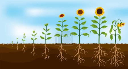 Illustration for Sunflower growth stages. Agriculture plant development from seed to flowering and fruit-bearing plant with root system. Harvest animation progression. - Royalty Free Image