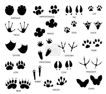 Animals feet tracks set with name. Black paw walking feet silhouette or footprints. Trace step imprints isolated on white. Walking tracks paws illustration.