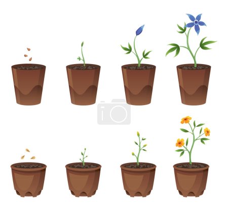 Illustration for Flower growth stages in brown pot on white background. Phases from seed to sprout and bloom. Vector illustrations of sowing plant in soil. - Royalty Free Image