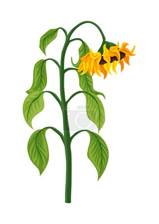 Illustration for Sunflower growth stage, mature plant. Agriculture plant development. Harvest animation progression phase. - Royalty Free Image