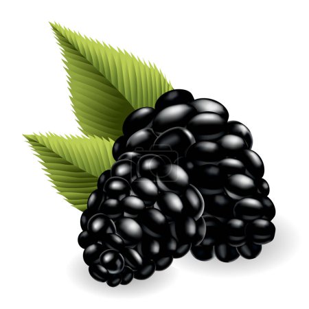 Illustration for Fresh, sweet and tasty blackberry. Sweet fruit. Forest berry. 3d vector icon. Realistic illustration of eco food isolated on white. - Royalty Free Image