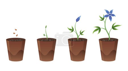Téléchargez les illustrations : Stades de croissance des fleurs en pot brun sur fond blanc. Phases de la graine à germer et fleurir. Illustrations vectorielles de semis de plantes dans le sol. - en licence libre de droit