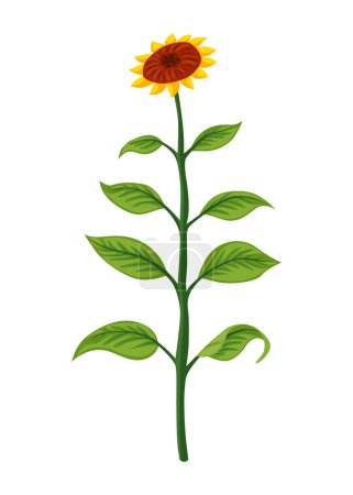 Illustration for Sunflower growth stage, mature plant. Agriculture plant development. Harvest animation progression phase. - Royalty Free Image