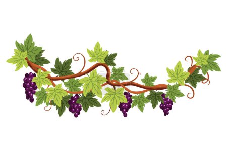 Ilustración de Manojo de uva. Racimo de bayas y hojas. Viña de uva, planta trepadora decorativa. Fruta, cultivo de alimentos saludables aislados sobre fondo blanco. - Imagen libre de derechos